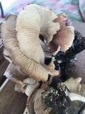 Gymnopus luxurians image