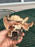 Gymnopus luxurians image