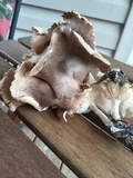 Gymnopus luxurians image