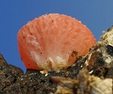 Sarcoscypha occidentalis image