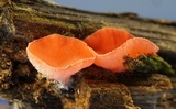 Sarcoscypha occidentalis image