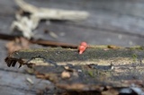 Lycogala epidendrum image
