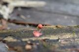 Lycogala epidendrum image