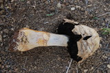 Agaricus texensis image