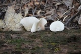 Crepidotus malachius image