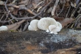 Crepidotus malachius image