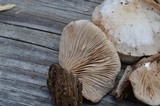 Crepidotus malachius image