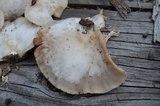 Crepidotus malachius image