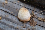 Crepidotus crocophyllus image