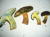 Boletus chrysenteron image