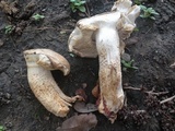 Macrocybe titans image