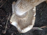 Macrocybe titans image