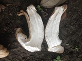 Macrocybe titans image
