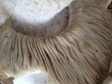 Macrocybe titans image