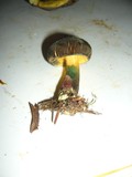 Boletus chrysenteron image