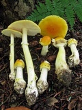 Amanita frostiana image