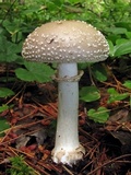 Amanita morrisii image