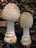 Amanita multisquamosa image