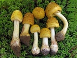 Amanita flavorubens image