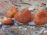 Cystodermella cinnabarina image