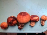 Limacella delicata var. glioderma image