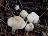 Clitocella fallax image