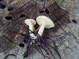 Clitocella fallax image