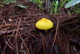 Amanita sect. Vaginatae image