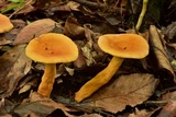 Lactarius volemus image