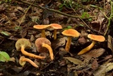 Lactarius volemus image