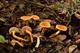 Lactarius volemus image