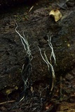 Xylaria magnoliae image