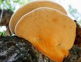 Spongipellis unicolor image