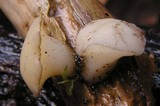 Cudoniella tenuispora image