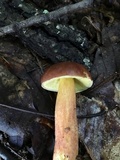 Leccinum rubropunctum image