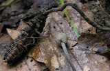 Ophiocordyceps entomorrhiza image