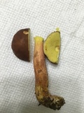 Leccinum rubropunctum image