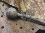 Ophiocordyceps entomorrhiza image
