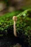 Ophiocordyceps gracilioides image