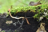 Ophiocordyceps gracilioides image