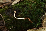 Ophiocordyceps gracilioides image