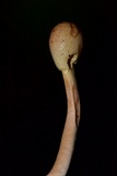 Ophiocordyceps gracilioides image