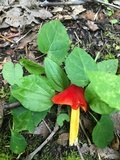 Hygrocybe acutoconica image