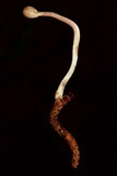 Ophiocordyceps gracilioides image