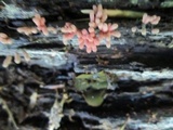 Arcyria denudata image