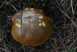 Suillus collinitus image