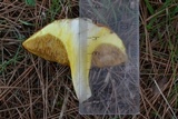 Suillus collinitus image