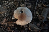 Leucoagaricus brunnescens image