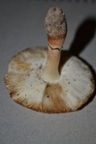 Leucoagaricus brunnescens image