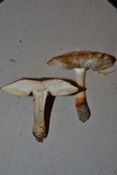 Leucoagaricus brunnescens image